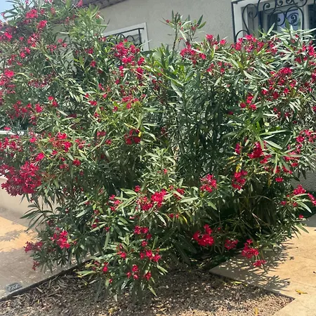 Azzurra Villa Sainte-Maxime