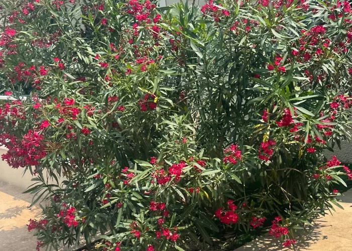 Azzurra וילה סן-מקסים